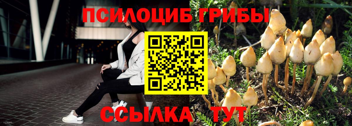 Псилоцибиновые грибы Psilocybe  Вход с VPN  Новосибирск  Псилоцибиновые грибы прущие грибы 