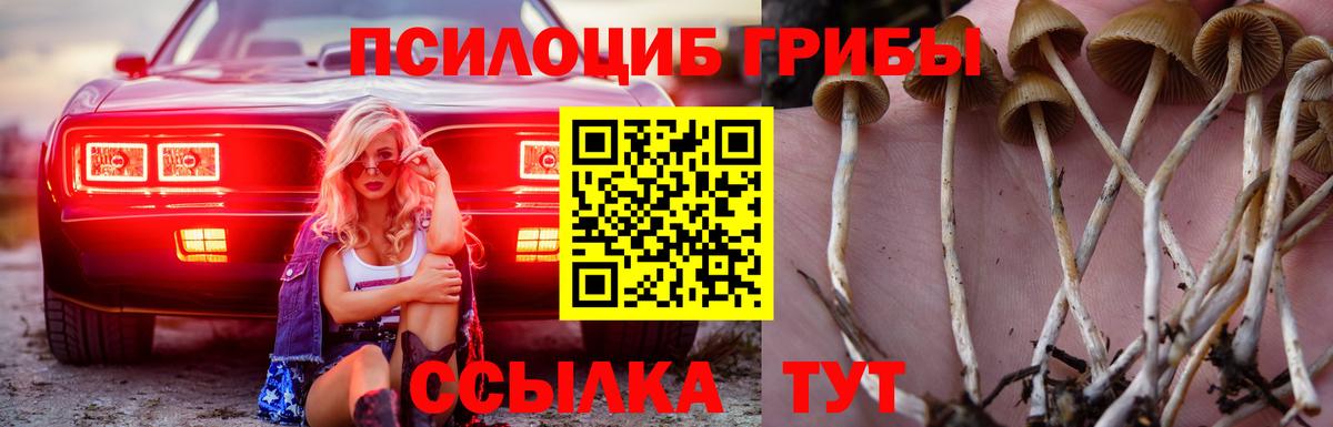 Псилоцибиновые грибы Psilocybine cubensis Новосибирск